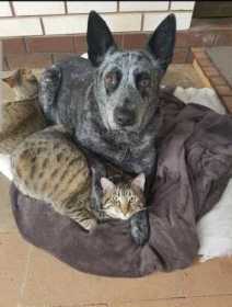 Lost Cat