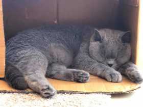 Lost Cat