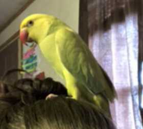 Lost Indian Ringneck Parakeet