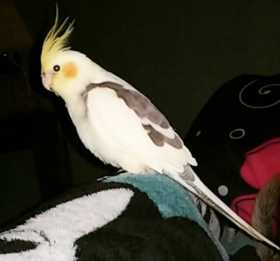 Lost Cockatiel