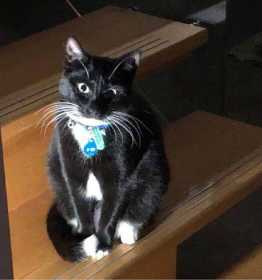 Lost Cat