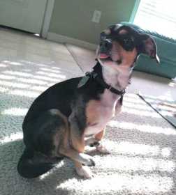 Lost Dog