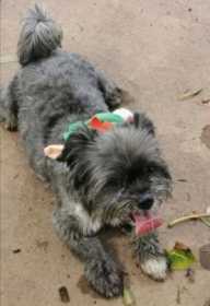Lost Dog
