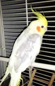 Lost Cockatiel