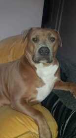 Lost Dog
