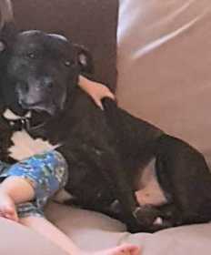 Lost Dog
