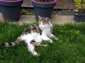 Lost Cat