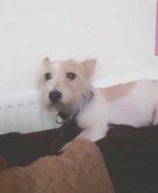Lost Dog