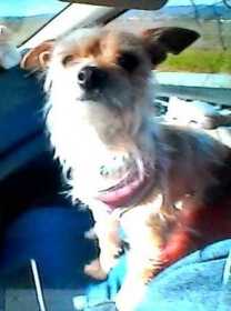 Lost Dog