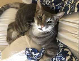 Lost Cat