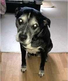 Lost Dog