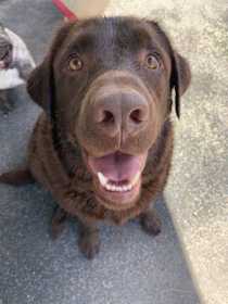 Lost Dog