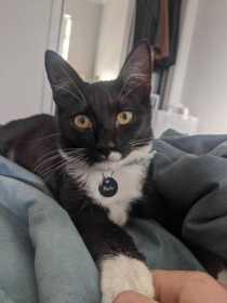 Lost Cat