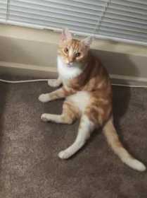 Lost Cat