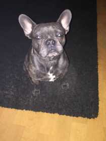 Lost Dog
