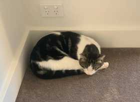 Lost Cat
