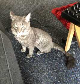 Lost Cat