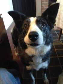 Lost Dog