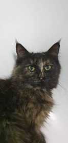 Lost Cat