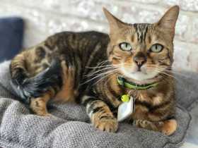 Lost Cat