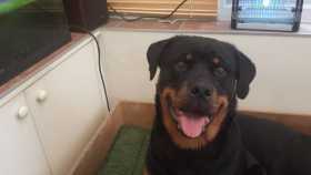 Lost Dog