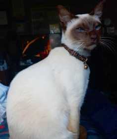 Lost Cat