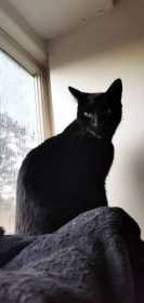 Lost Cat