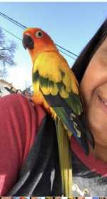 Lost Conure