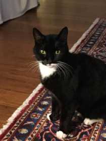 Lost Cat