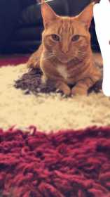 Lost Cat