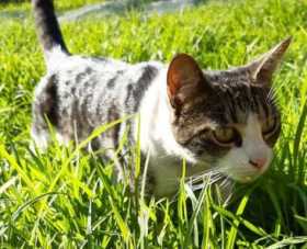 Lost Cat