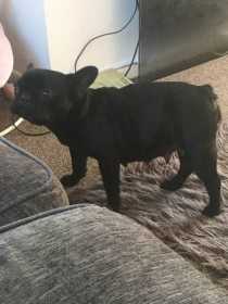 Lost Dog