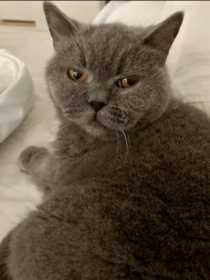 Lost Cat