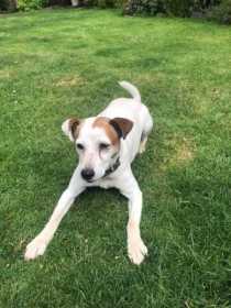 Lost Dog