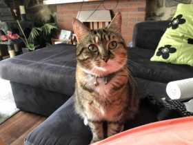 Lost Cat