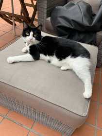 Lost Cat