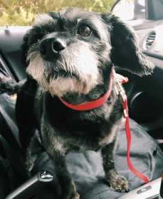 Lost Dog