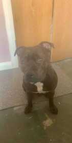 Lost Dog