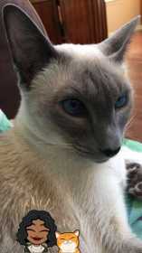 Lost Cat