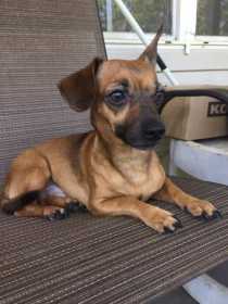 Lost Dog