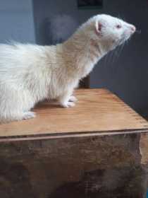 Lost Ferret