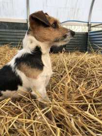 Lost Dog