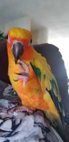 Lost Conure