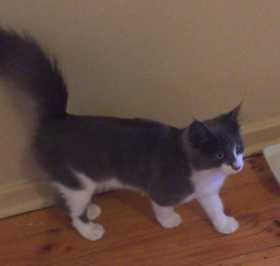 Lost Cat
