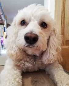 Lost Dog