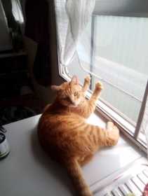 Lost Cat
