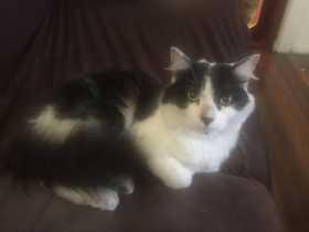 Lost Cat