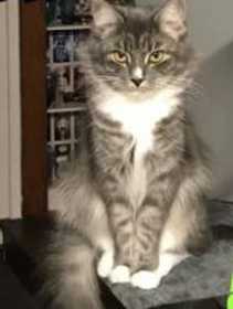 Lost Cat
