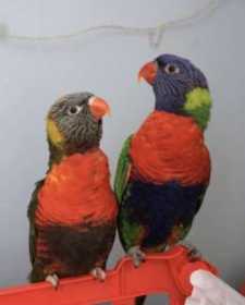 Lost Lory / Lorikeet