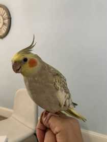 Lost Cockatiel